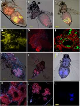 Image of Trialeurodes