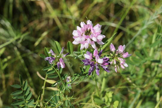 Image of crown vetch