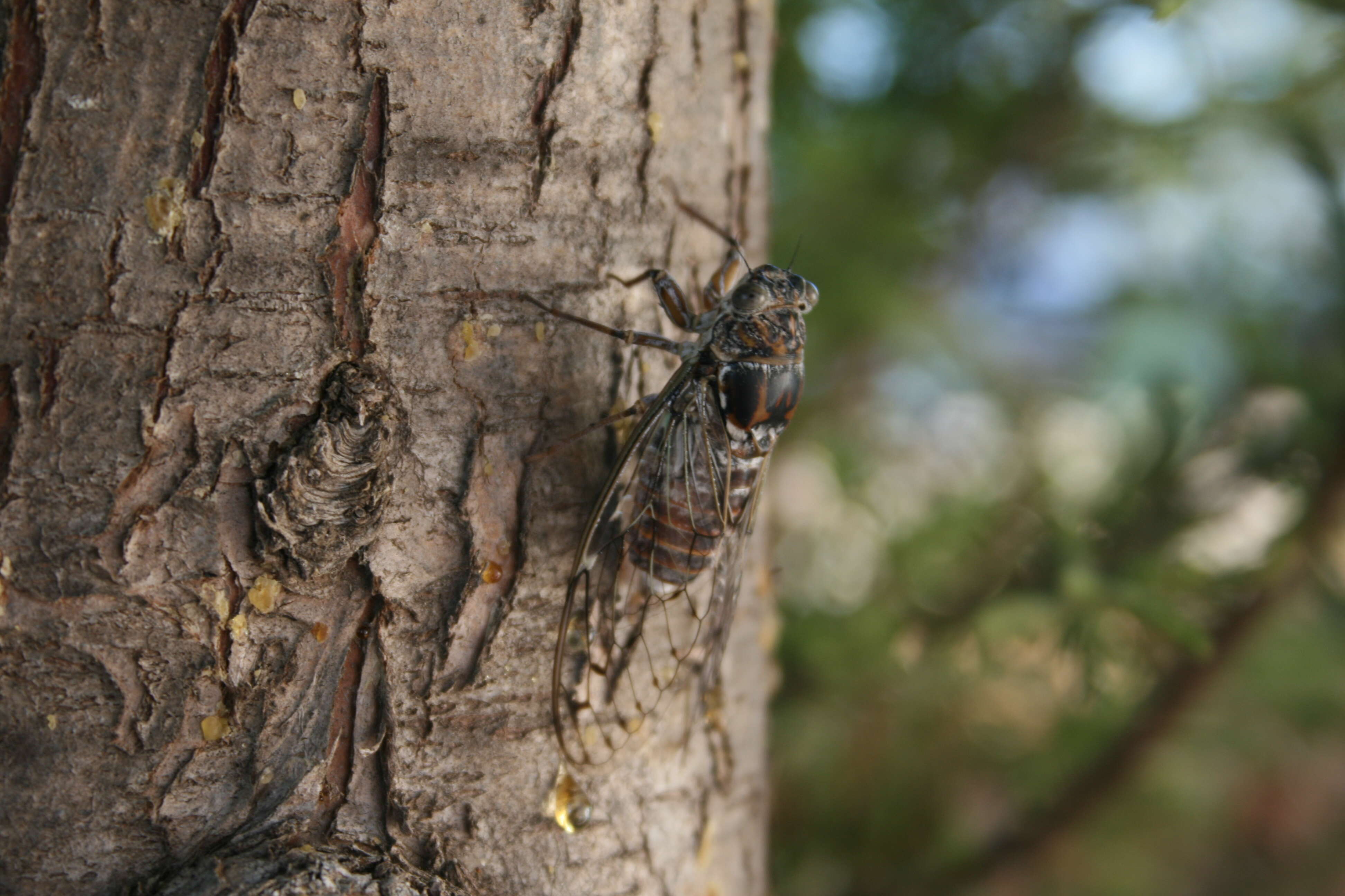 Image of Cicada orni Linnaeus 1758