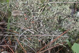 Image of Cladonia macilenta