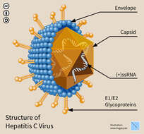 Слика од Hepacivirus