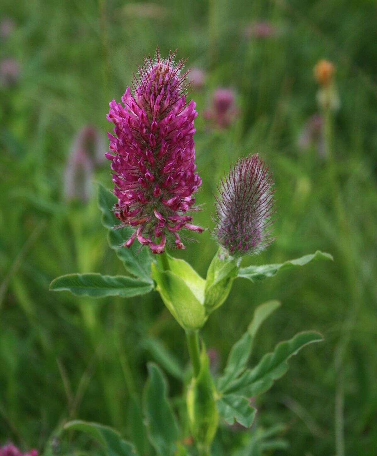 Image of Red Trefoil