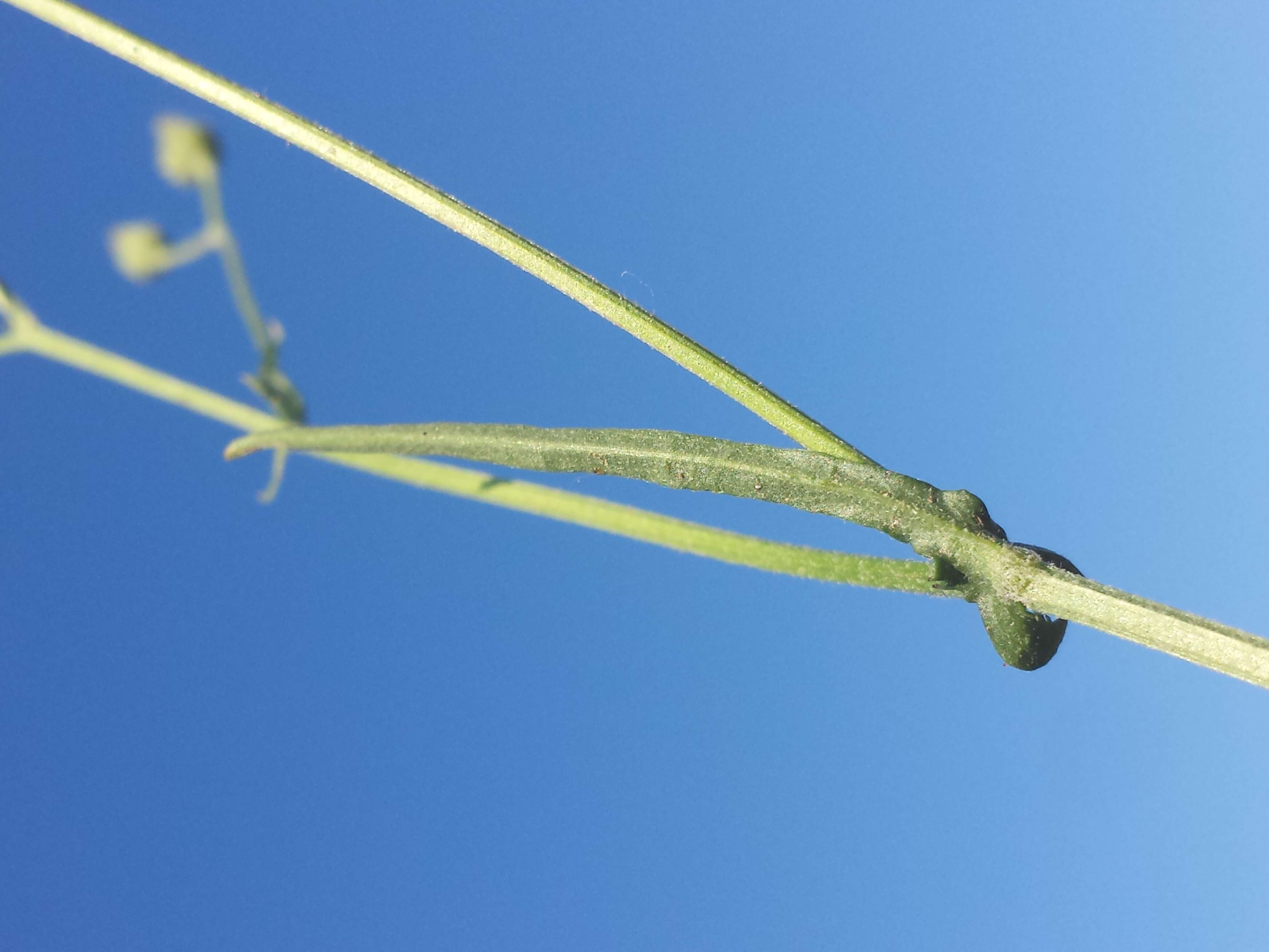 Image of smooth hawksbeard