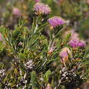 Image of Melaleuca wonganensis L. A. Craven