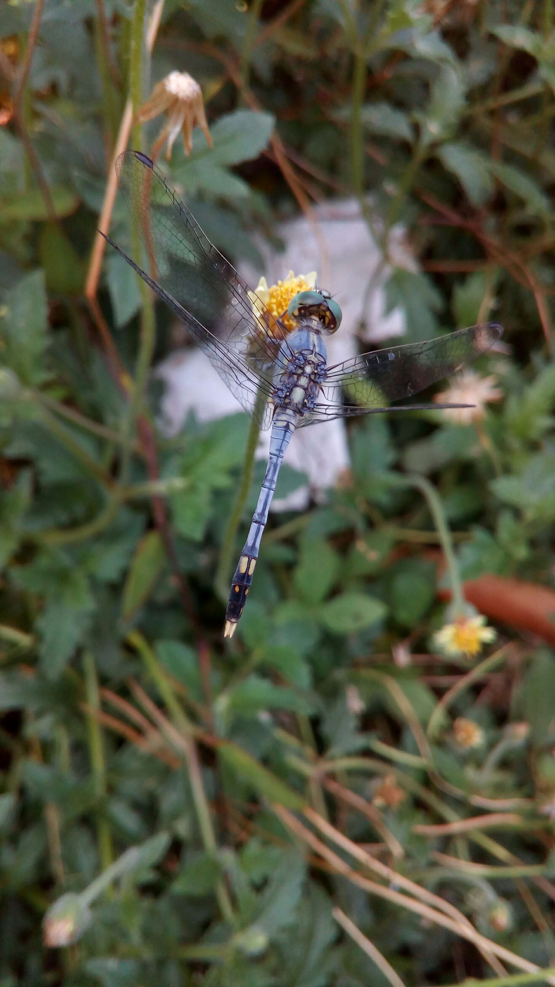 Image of Diplacodes trivialis (Rambur 1842)