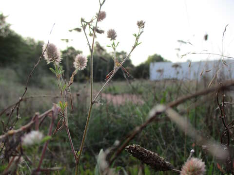 Imagem de Trifolium arvense L.