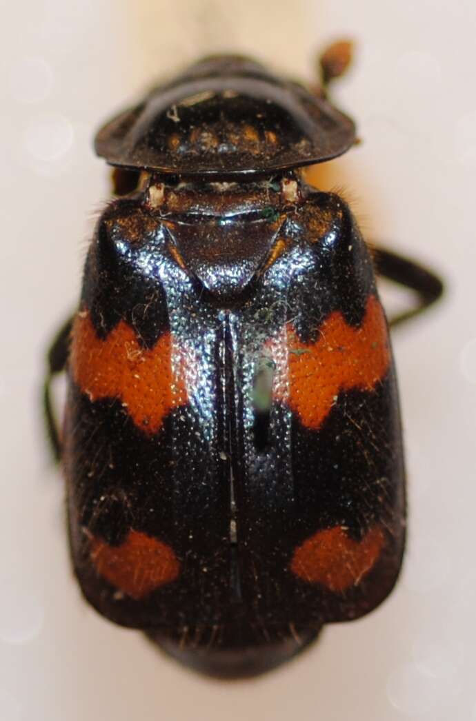 Nicrophorus (Nicrophorus) orbicollis (Say 1825) resmi