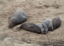 Image of Northern Elephant Seal