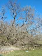 Image of Box Elder