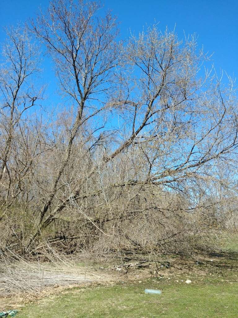 Image of Box Elder