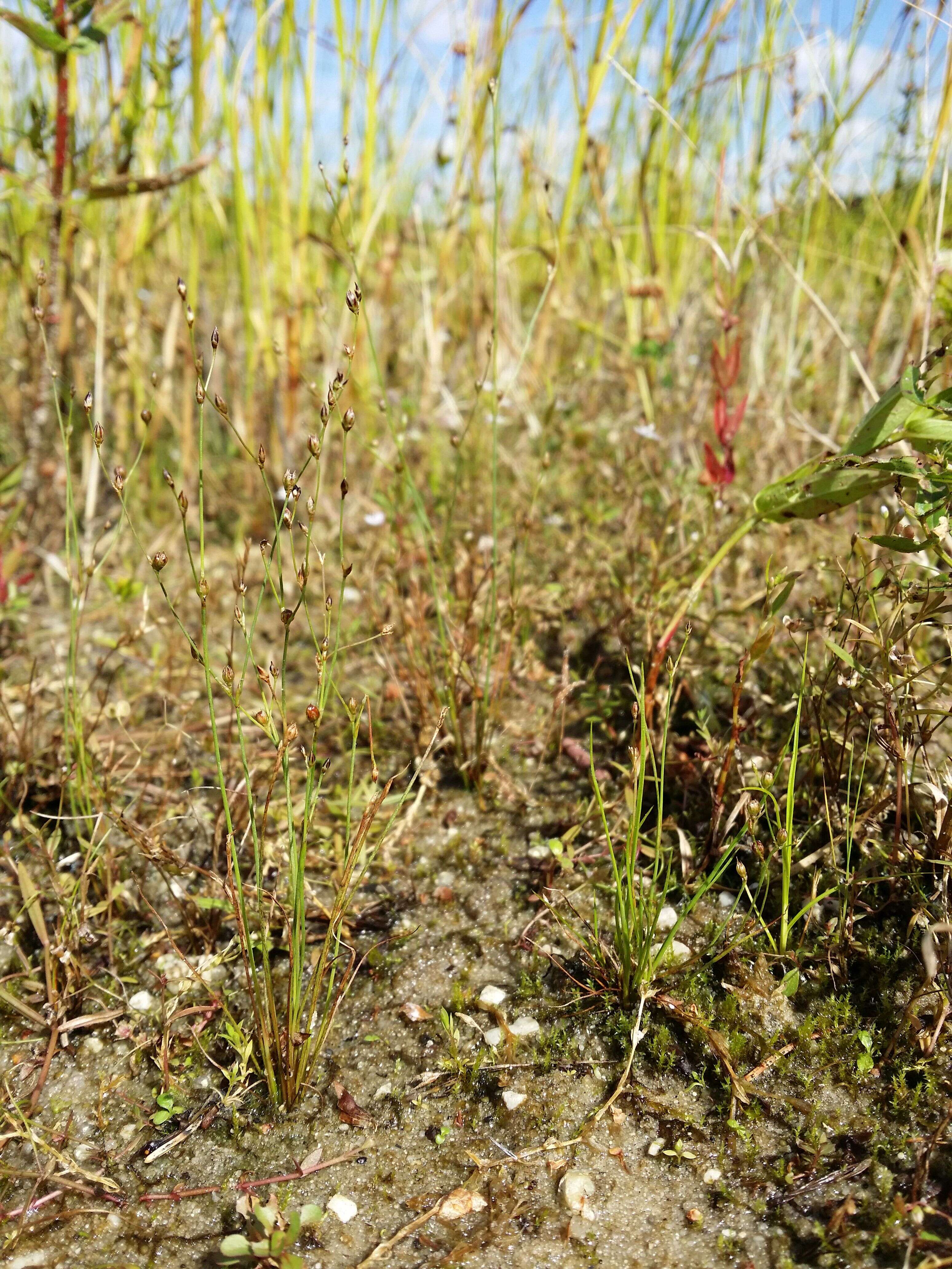 Image of sand rush