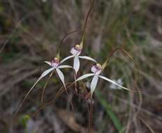 Imagem de Caladenia cretacea (D. L. Jones) G. N. Backh.