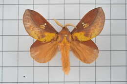 Image of Euthrix laeta Walker 1855