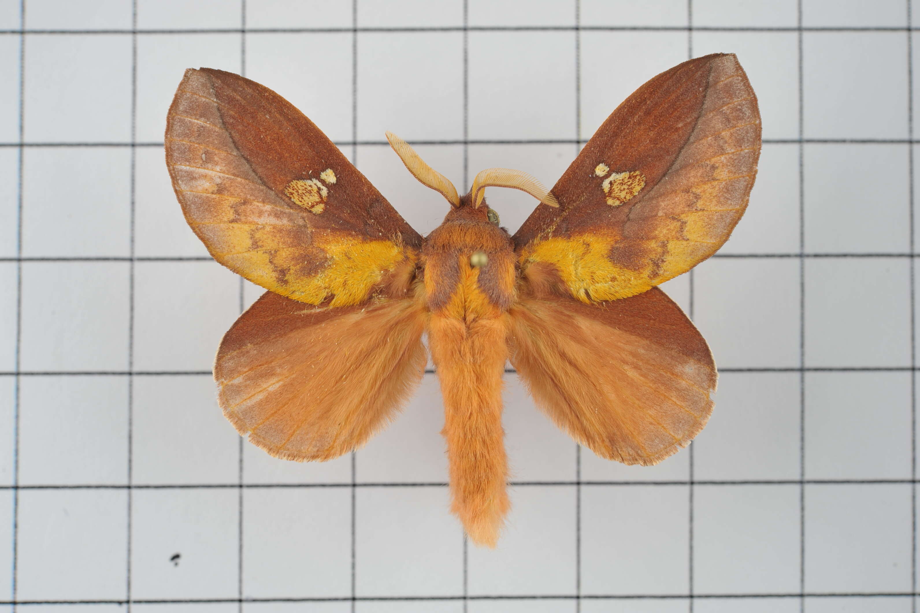 Image of Euthrix laeta Walker 1855