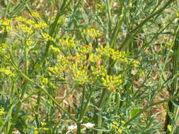 Image of wild parsnip