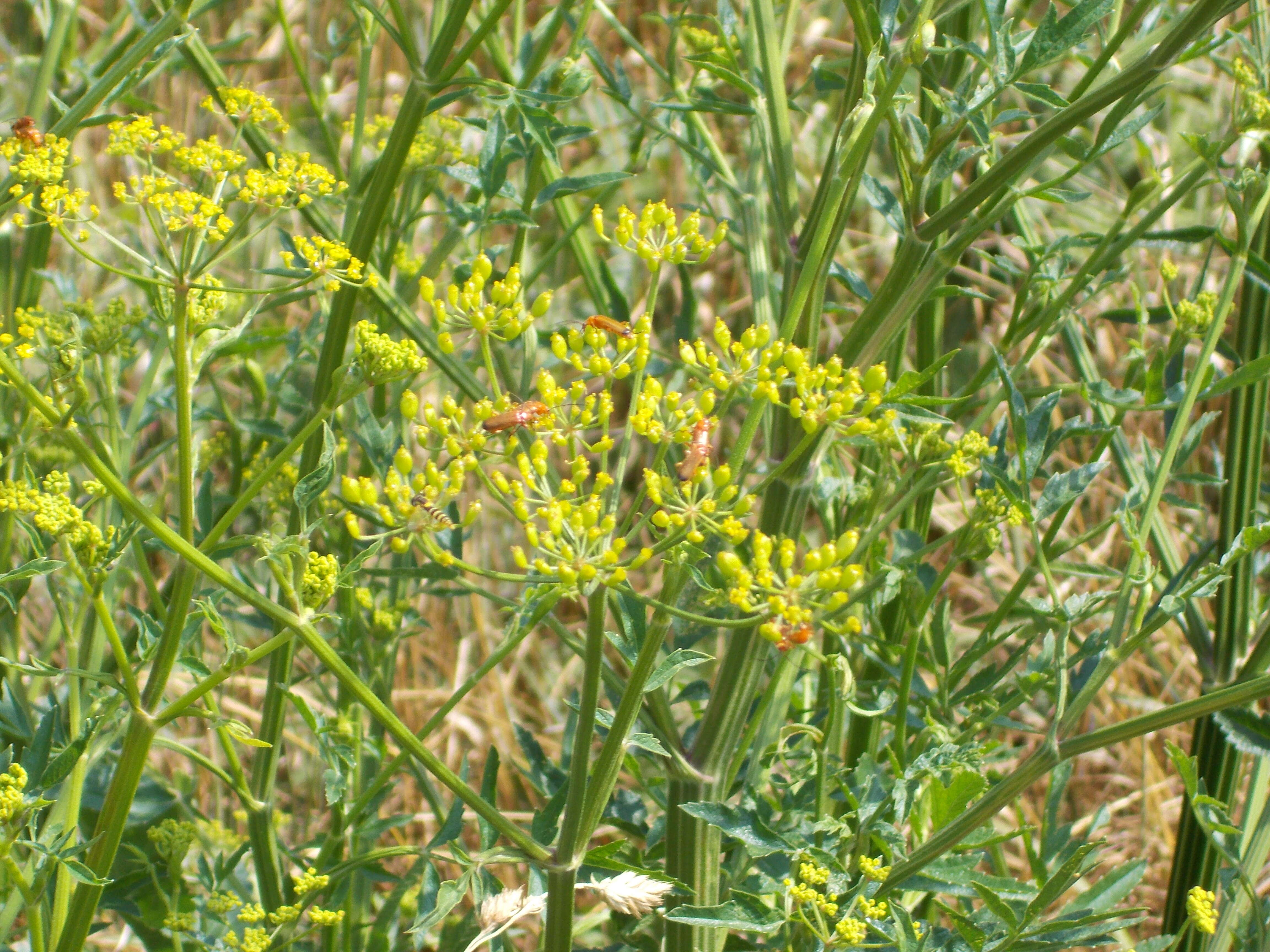 Image of wild parsnip