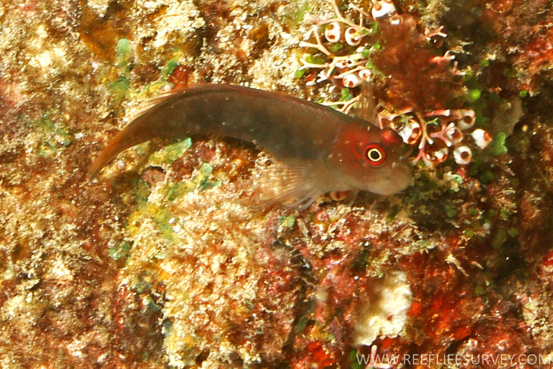 Image of Filamentous Blenny