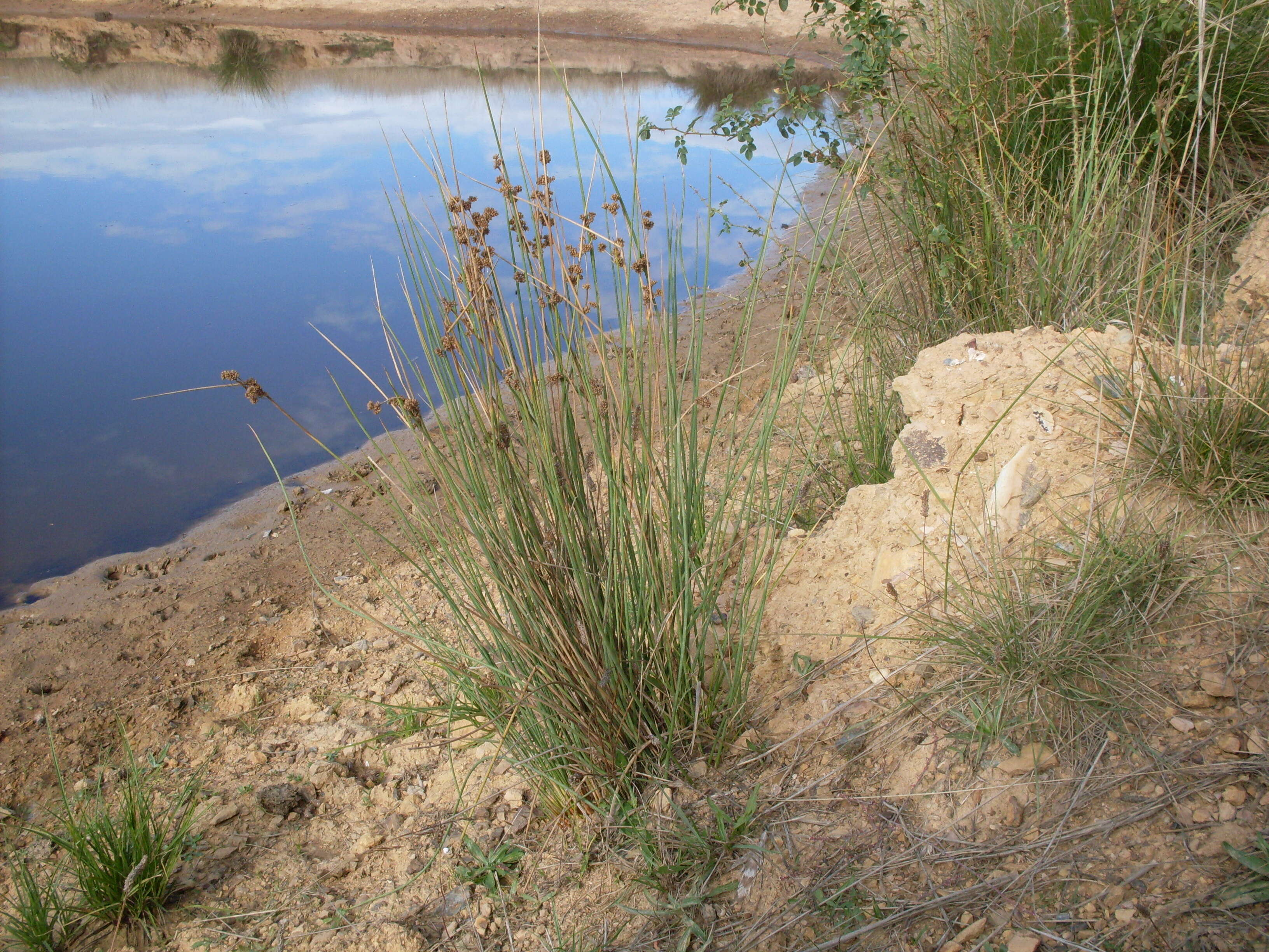 Image of Juncus australis J. D. Hook.