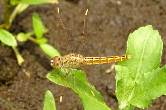 صورة Brachythemis contaminata (Fabricius 1793)