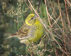 Image of serin, european serin