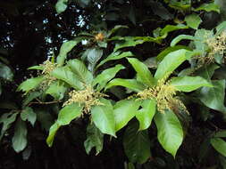 Image of Meliosma simplicifolia (Roxb.) Walp.