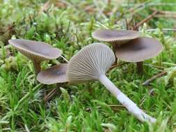 Image of Clitocybe vibecina (Fr.) Quél. 1872