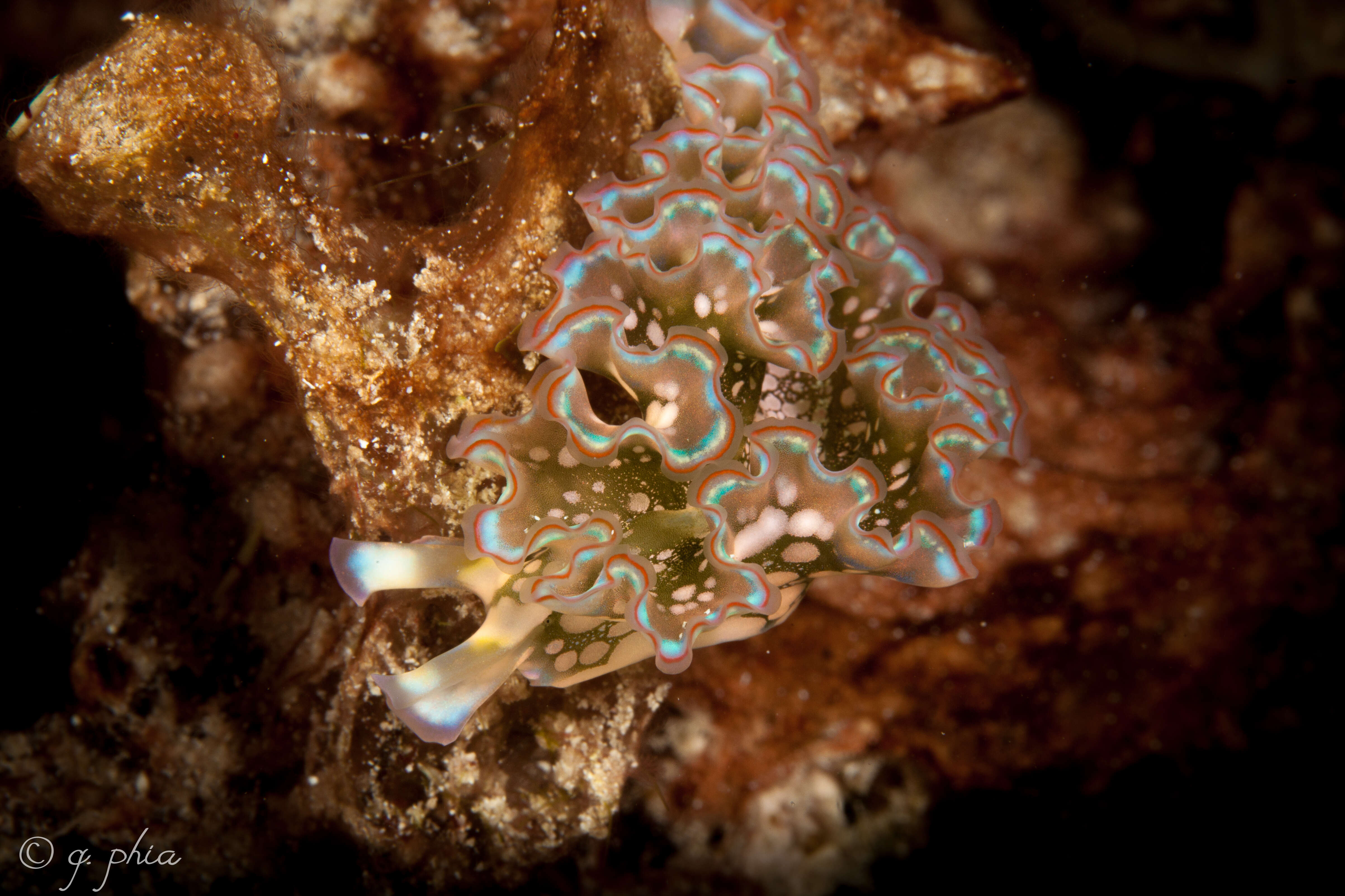 Image of lettuce sea slug