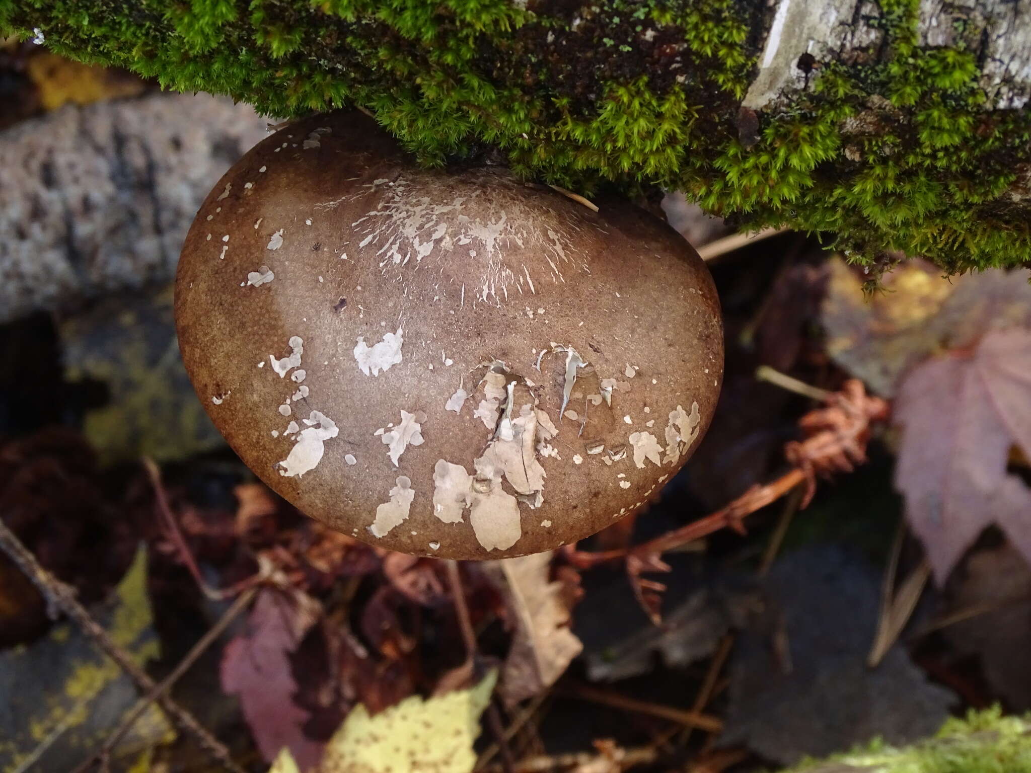 Image of birch polypore