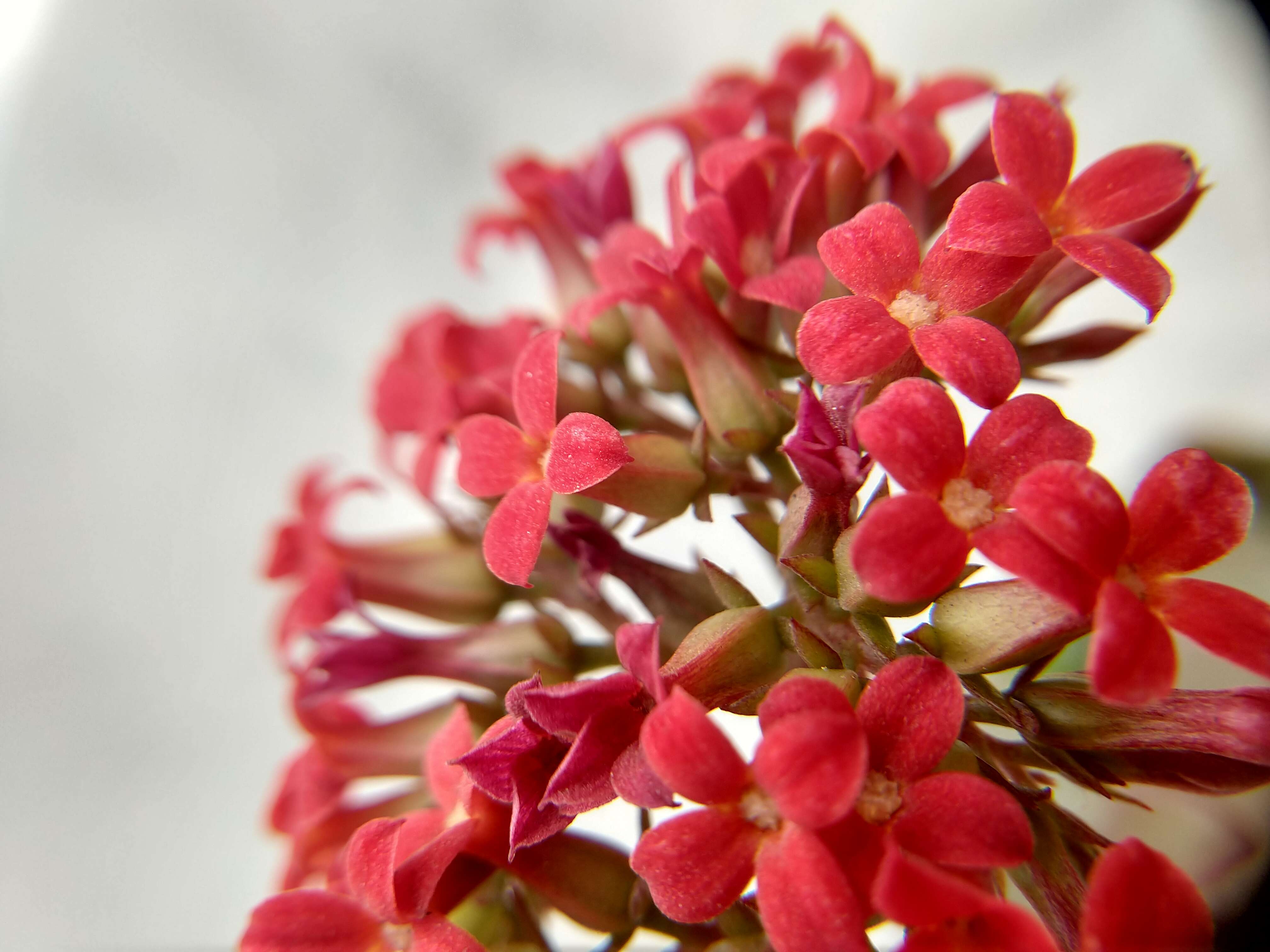 Image of Madagascar widow's-thrill