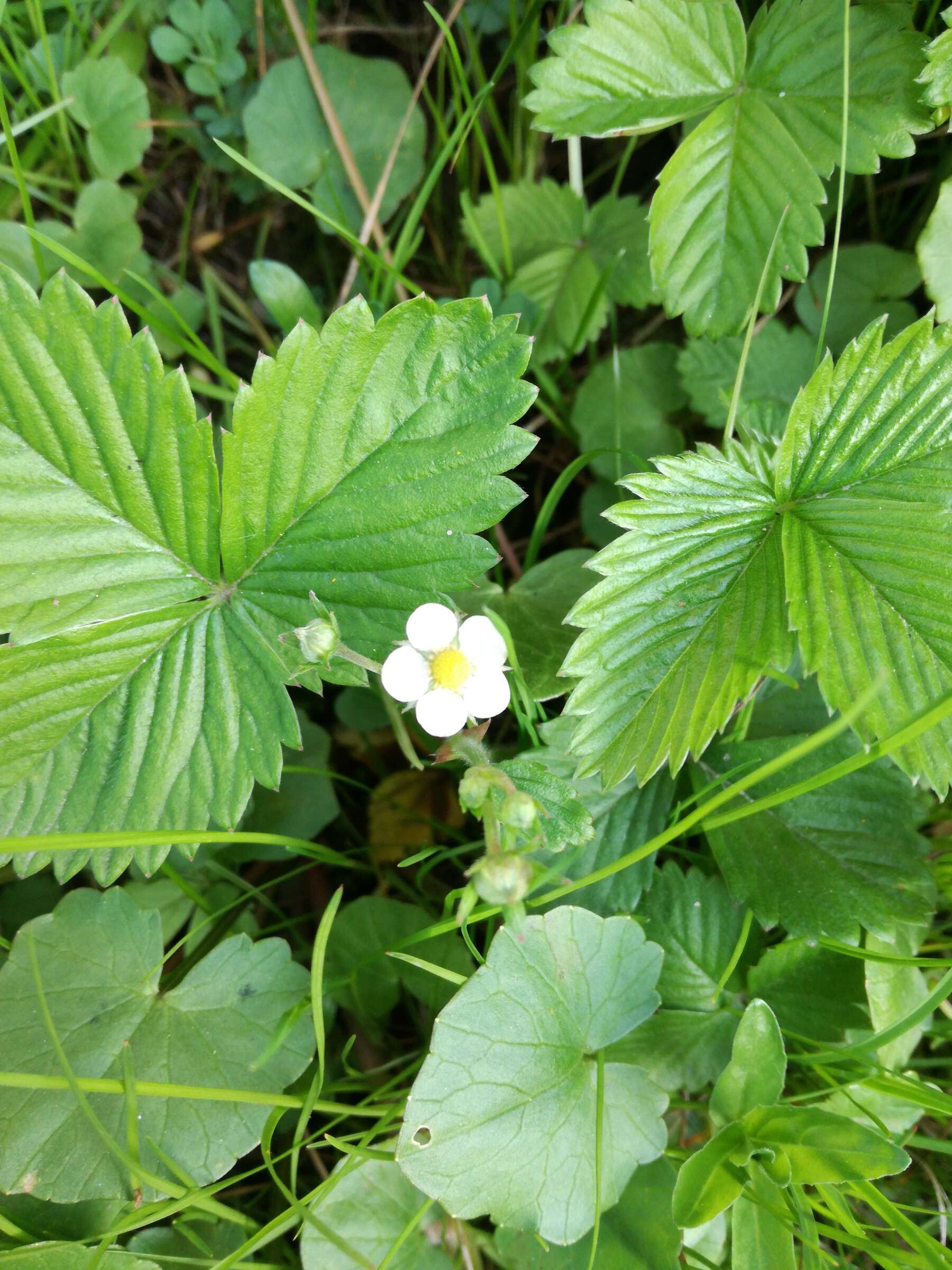 Image of woodland strawberry