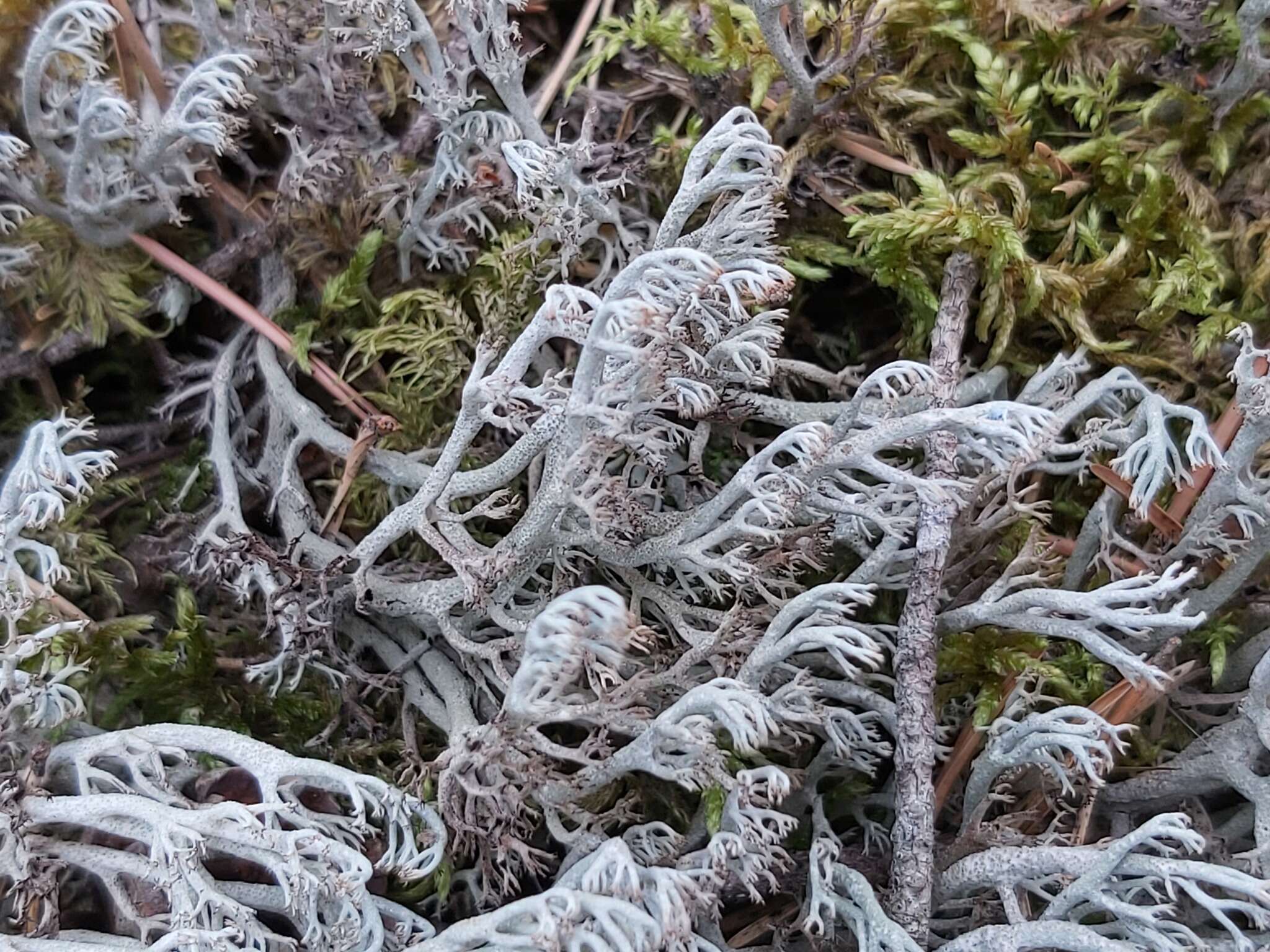 Image of Reindeer lichen