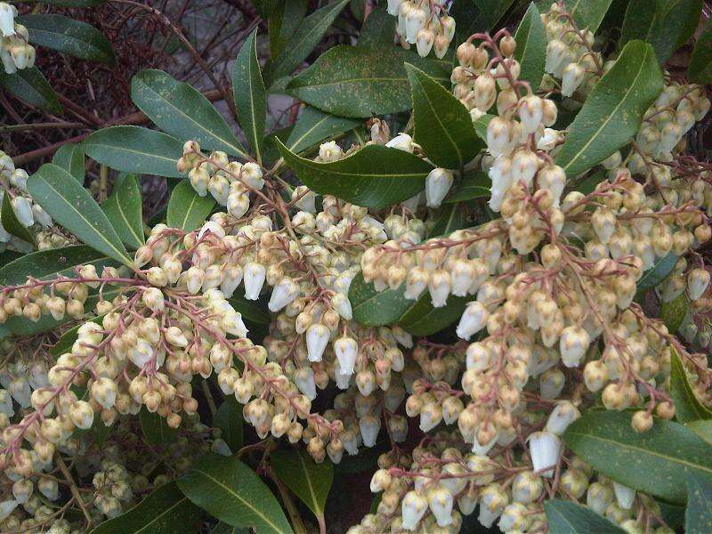 Image of fetterbush