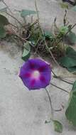 Image of tall morning-glory