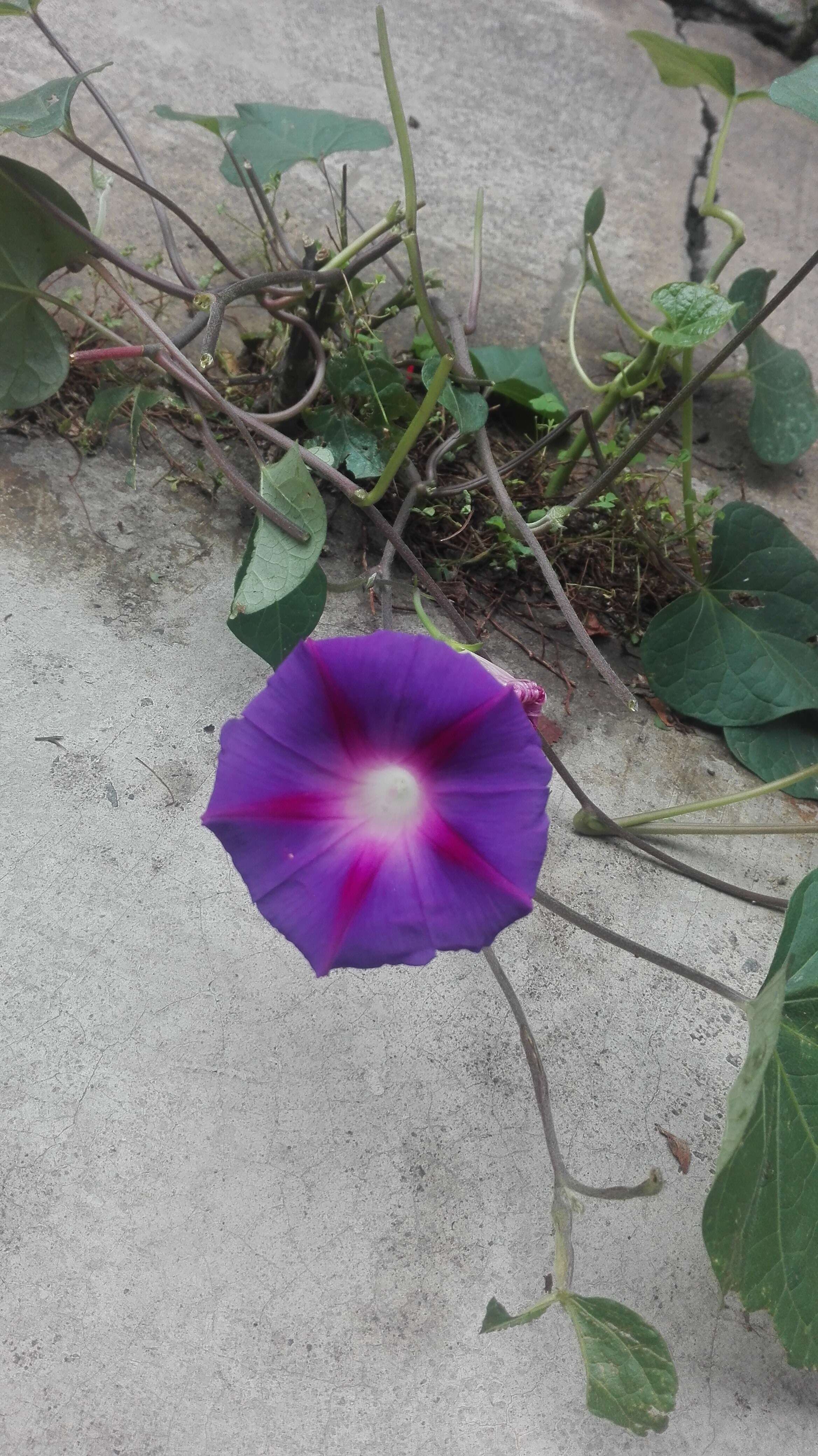 Image of tall morning-glory