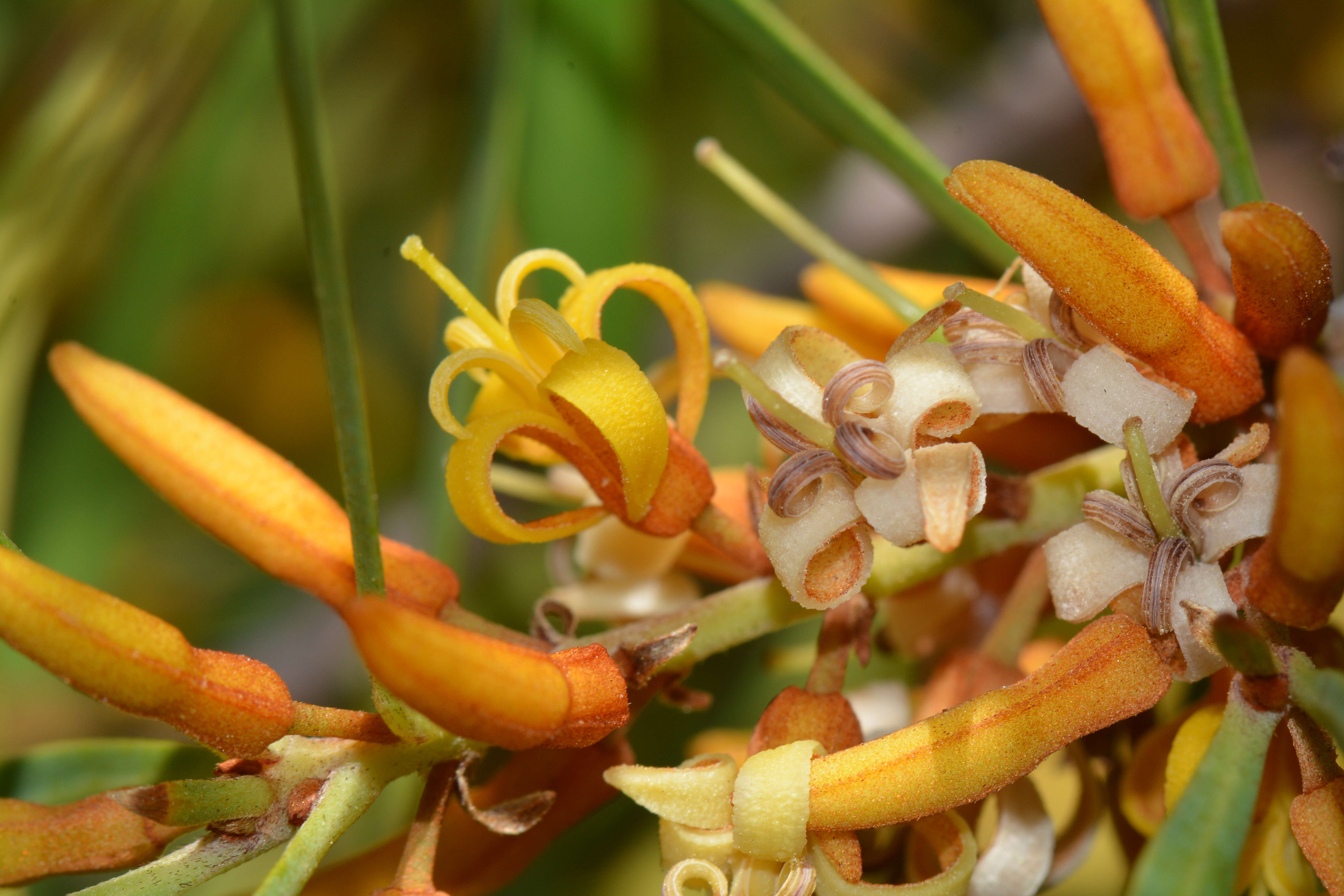 Plancia ëd Persoonia longifolia R. Br.