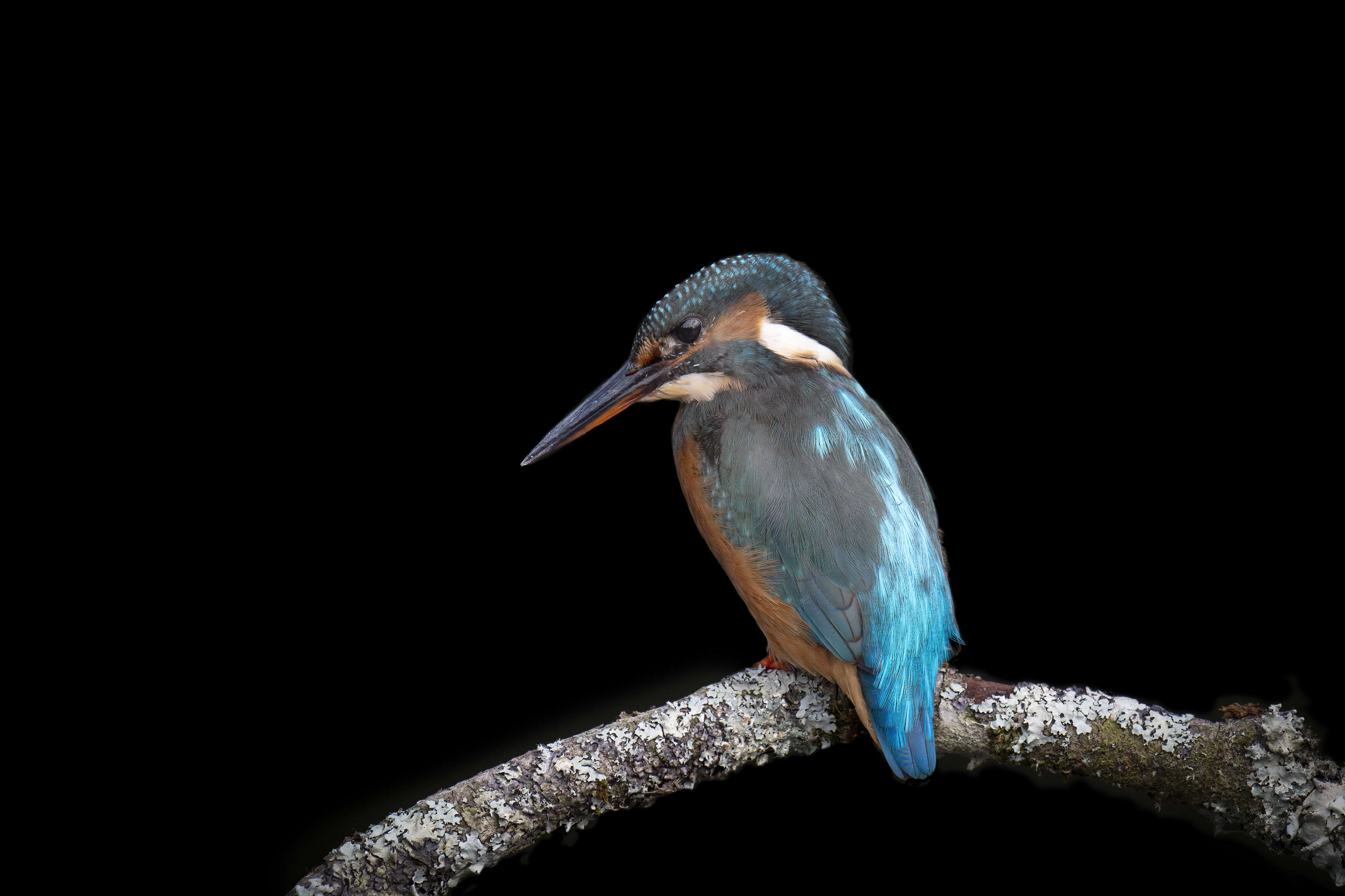 Image of Common Kingfisher