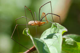 Image of Daddy longleg