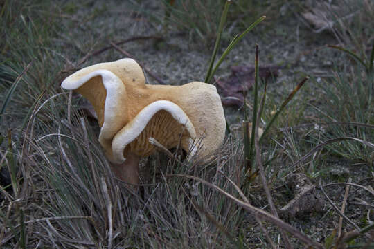 Image of Hygrophoropsis aurantiaca (Wulfen) Maire 1921