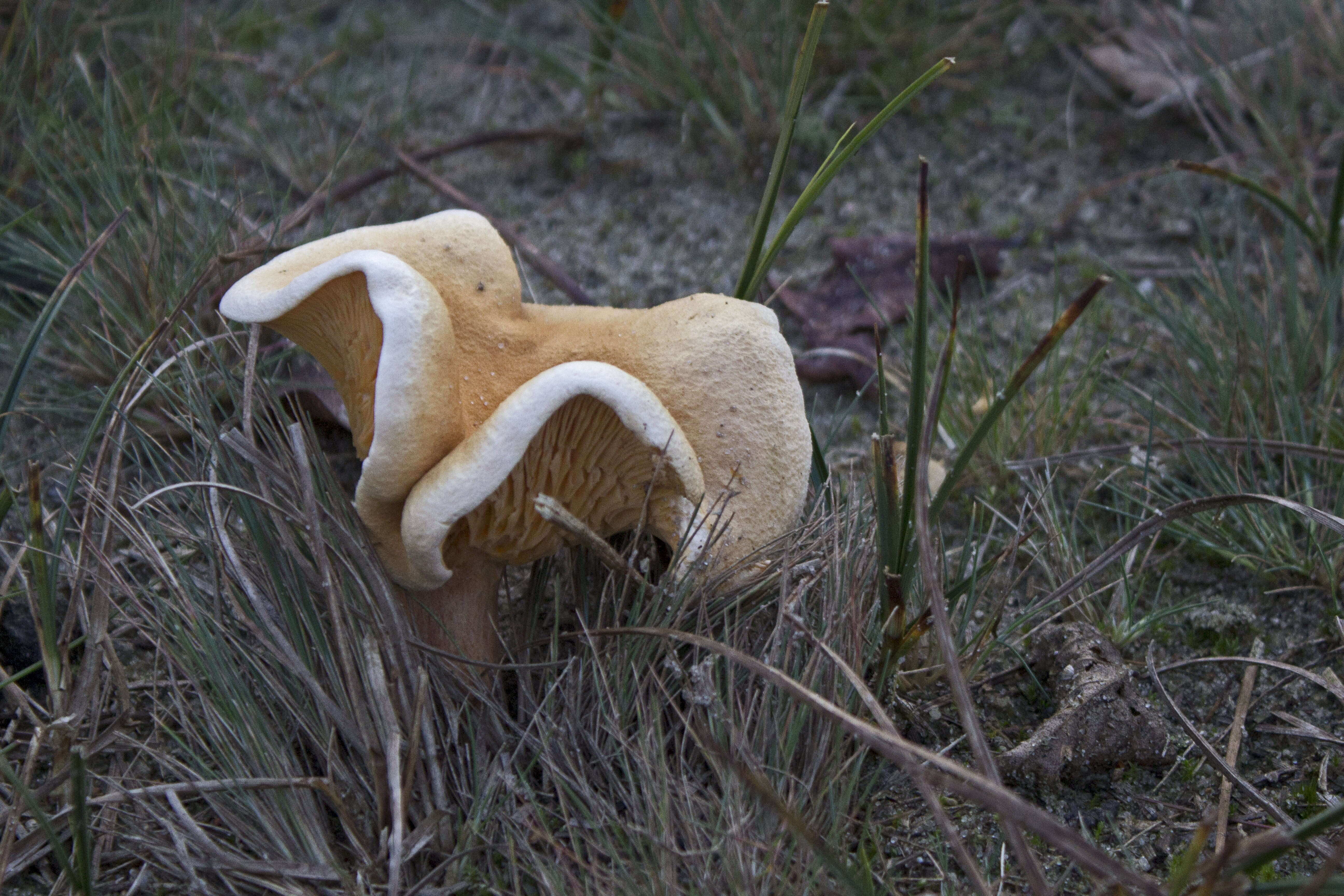 Imagem de Hygrophoropsis aurantiaca (Wulfen) Maire 1921