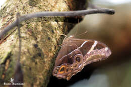 Image of Bamboo Tree Brown