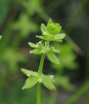 Image of piedmont bedstraw