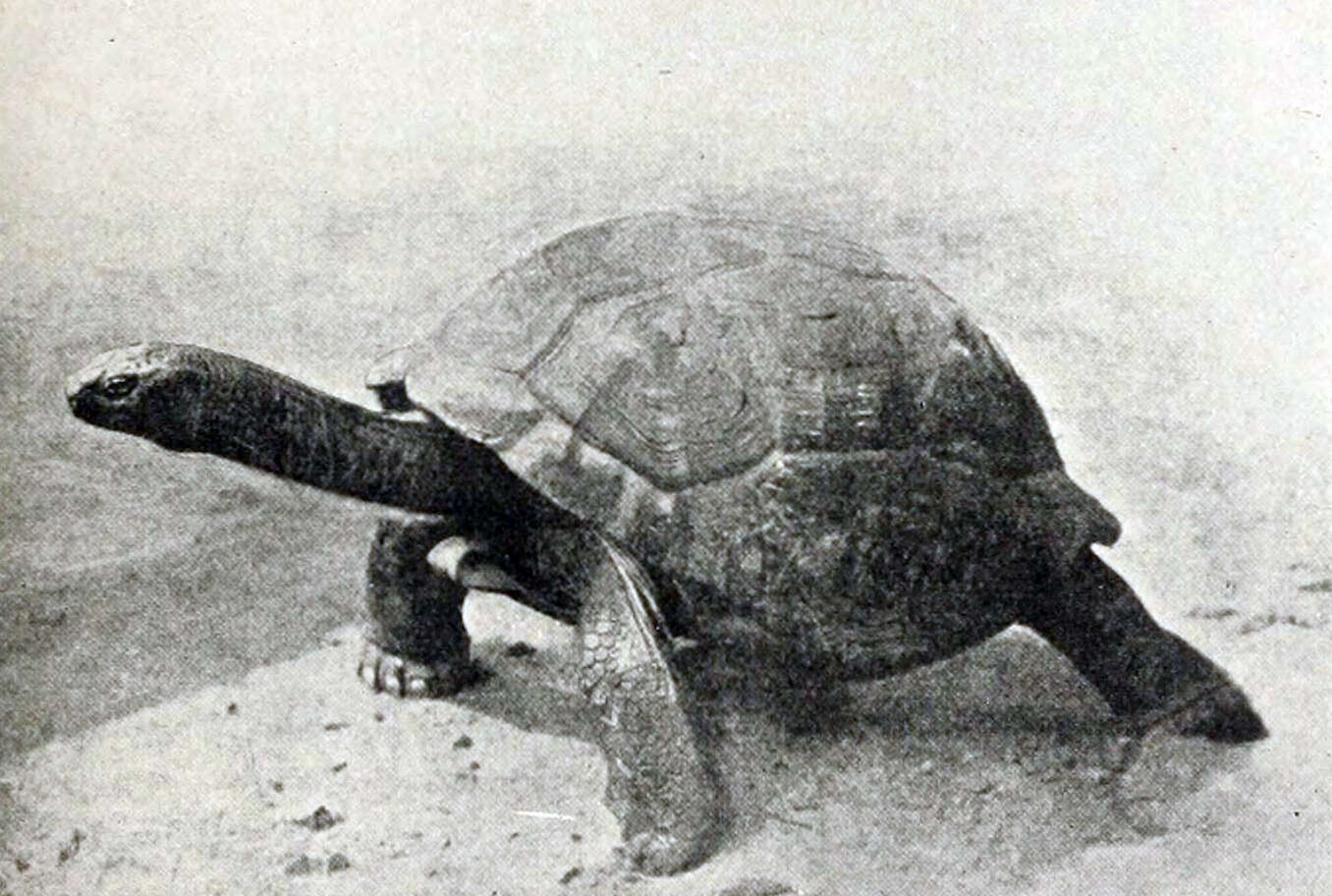 Image of Aldabrachelys gigantea hololissa (Günther 1877)