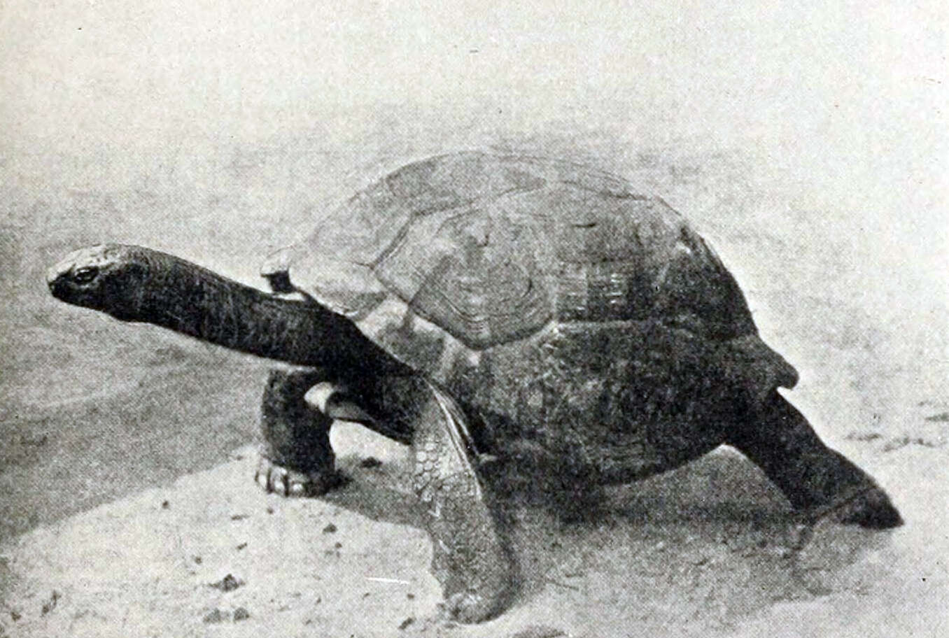 Image de Aldabrachelys gigantea hololissa (Günther 1877)