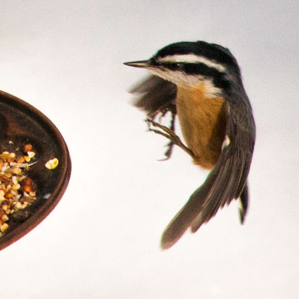 Image of Red-breasted Nuthatch