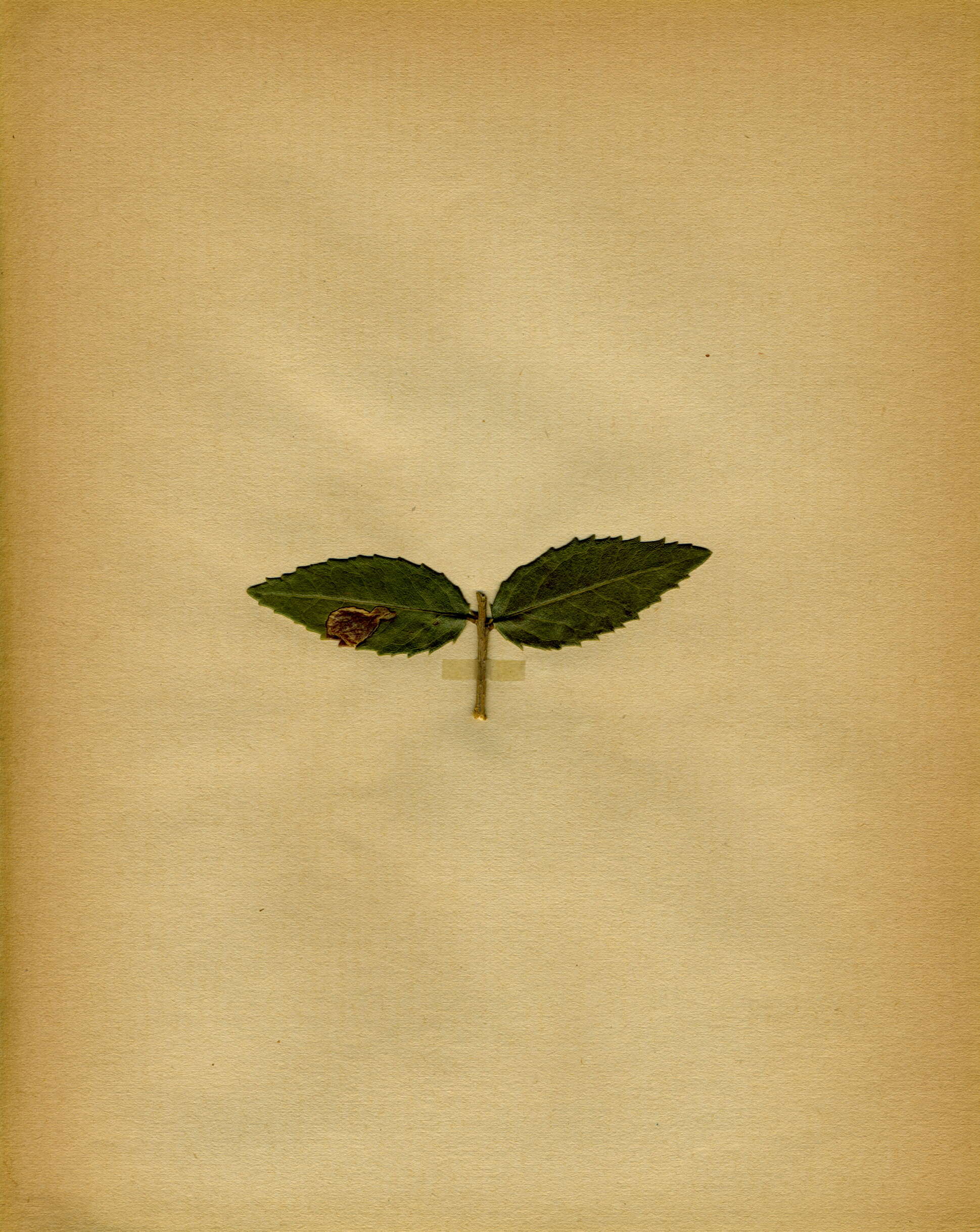 Image de Phillyrea latifolia L.