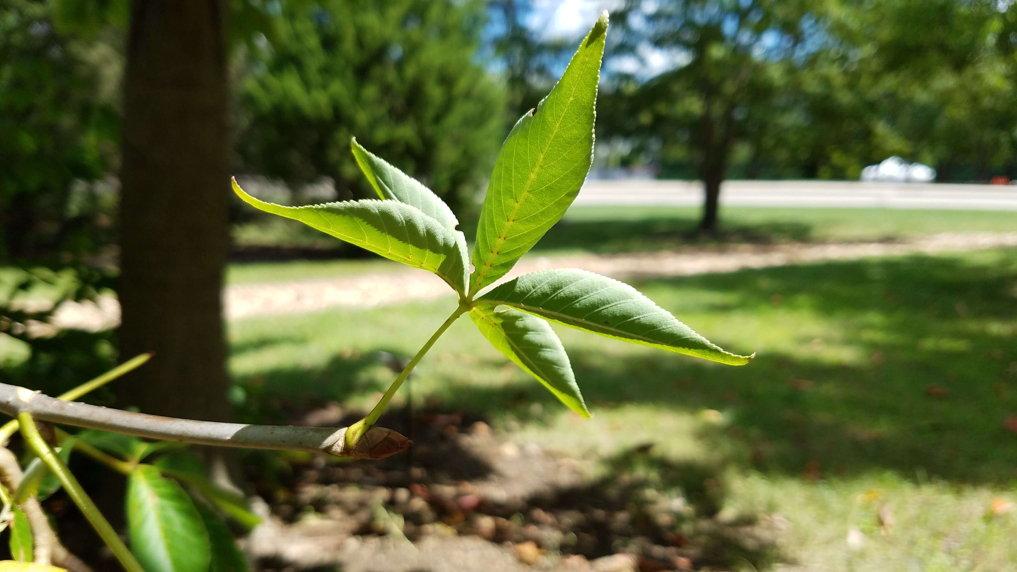 Image de Pavier de l'Ohio