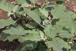 Image of eggplant