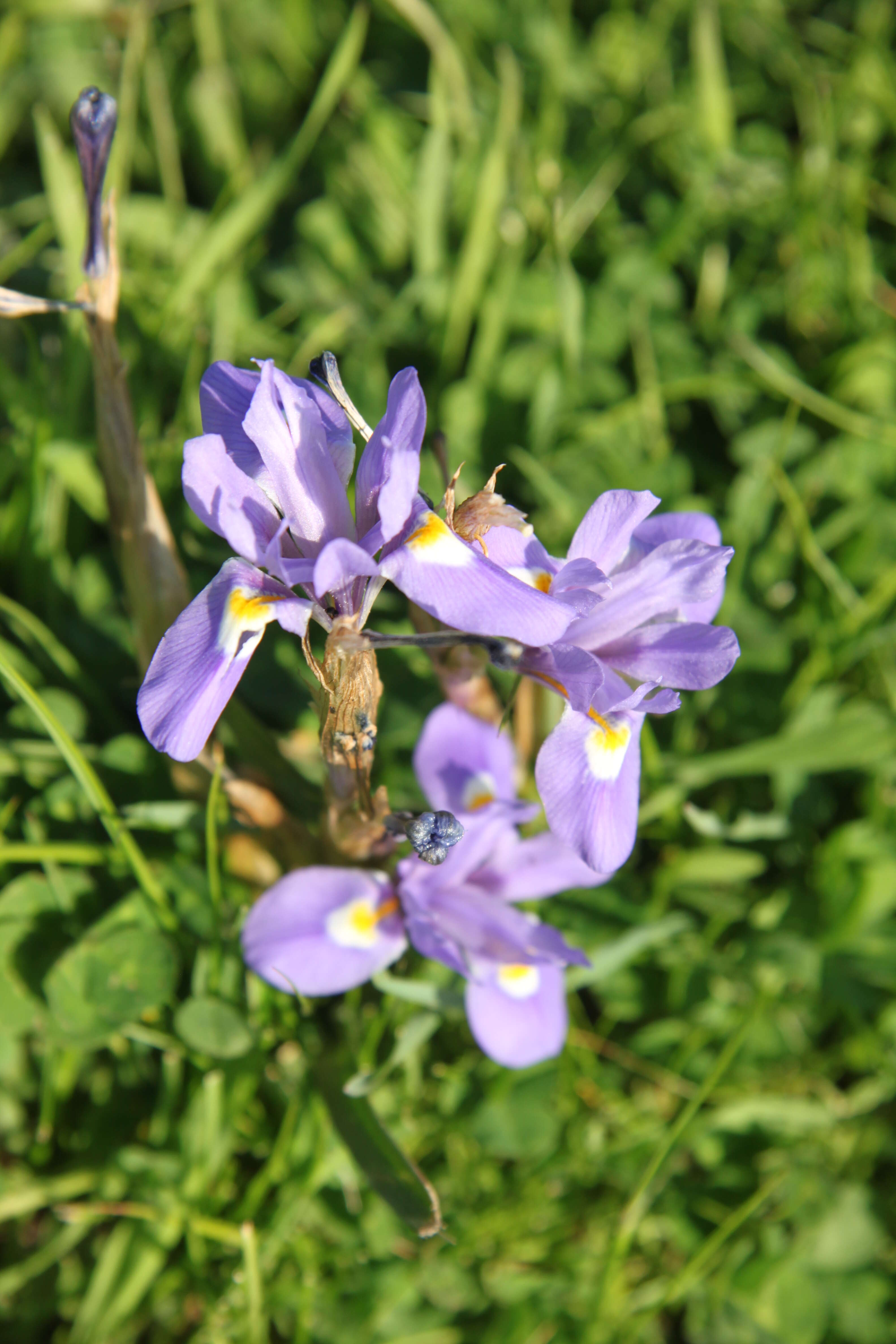 Image of Barbary Nut Iris