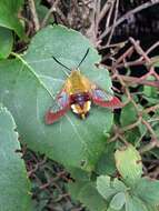 Image of broad-bordered bee hawk-moth