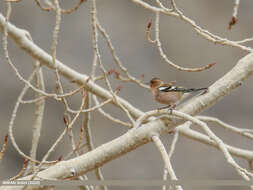 Image of Fringilla Linnaeus 1758